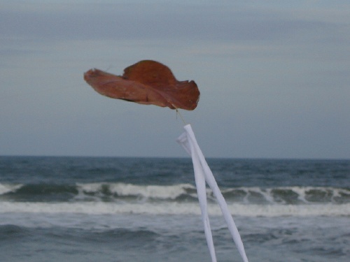 Turbot kite! Specimen small eye ray. Tres Amigos do Boscombe Pier